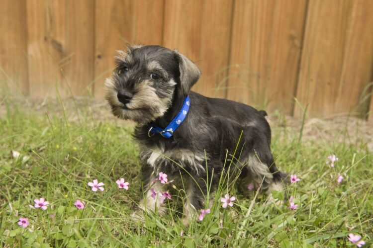 Miniature Schnauzers Puppies For Sale