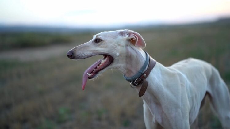 Mudhol Hound Puppies For Sale