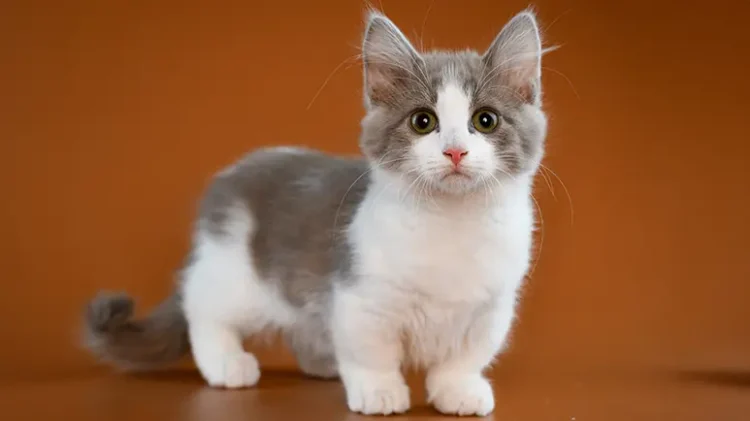 Buy Munchkin Cat near me in Delhi, India