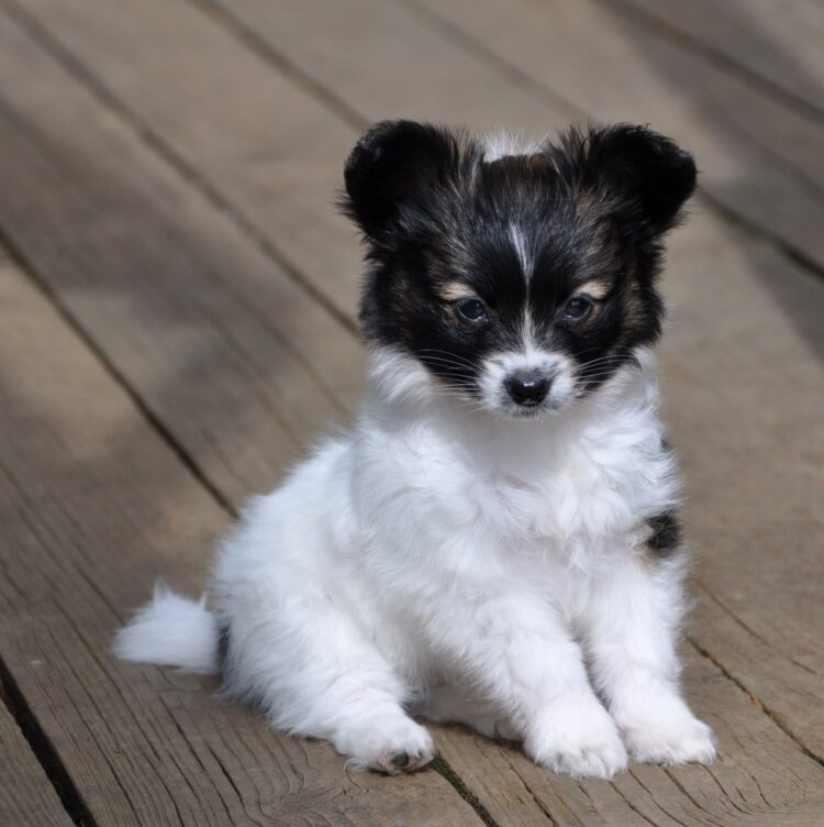 Buy Cute Papillon puppies Iin Delhi, India