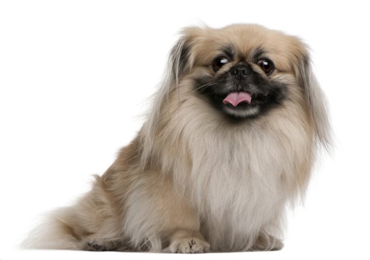 Pekingese Puppies For Sale