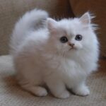 Persian Kitten Dual Colour Eyes Cats for sale