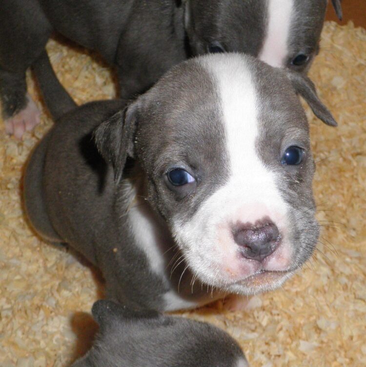 Pit Bull Terrier Puppies For Sale
