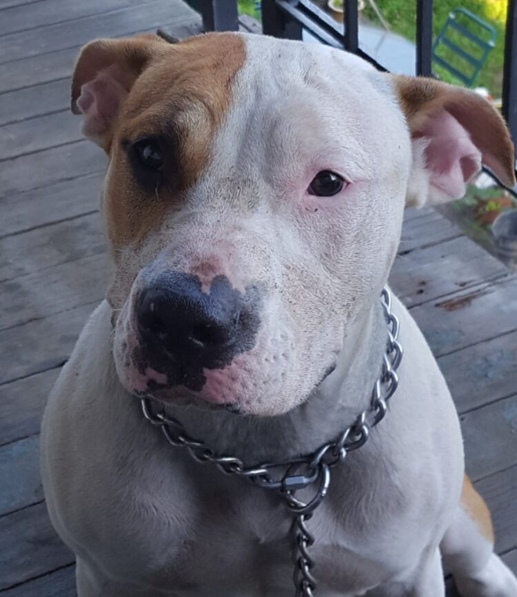 Pit Bull Terrier Puppies For Sale