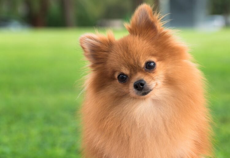 Pomeranian Puppies For Sale