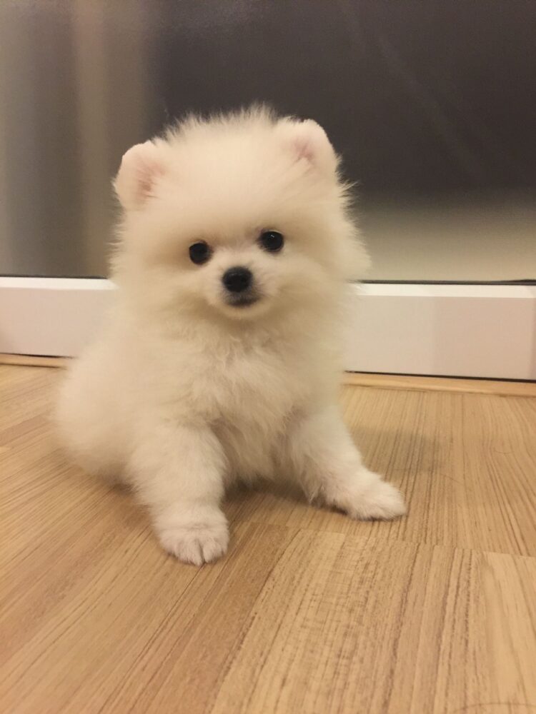 Pomeranian Puppies For Sale