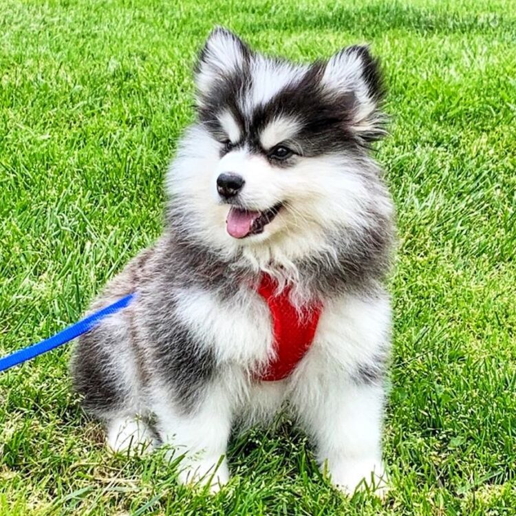 Pomsky Puppies For Sale