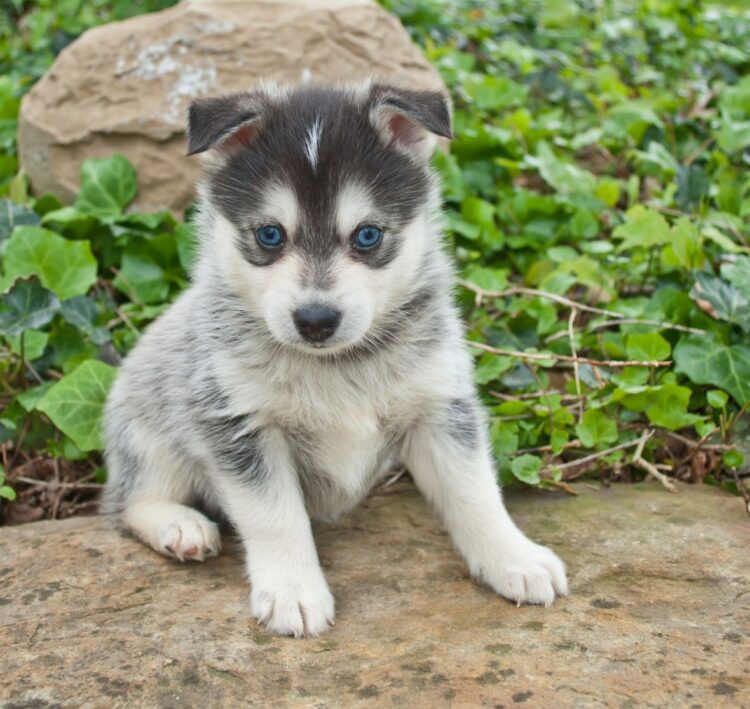 Pomsky Puppies For Sale