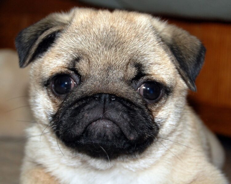 Pug Fawn Puppies For Sale