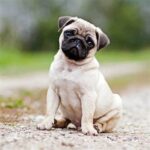 Pug Fawn Puppies For Sale