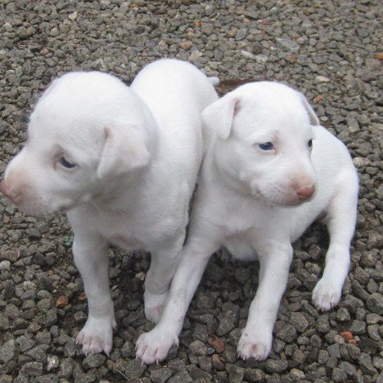 Cute Rajapalayam Puppies for sale near me in India