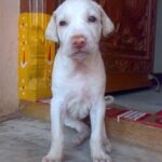 Rajapalayam Puppies For Sale in Delhi, India