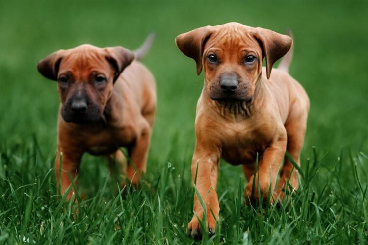 Rhodesian Ridgeback Puppies For Sale near me
