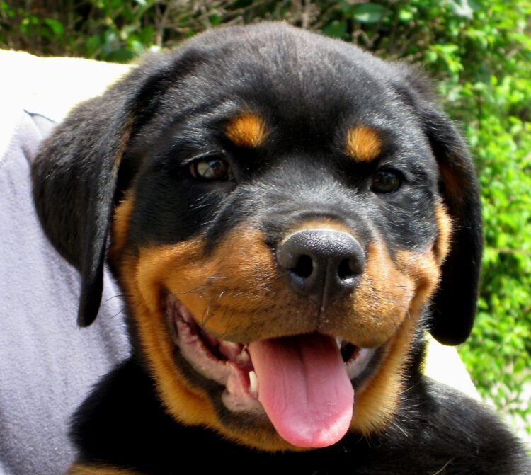 Cute Rottweiler German Puppies For Sale- vaccinated