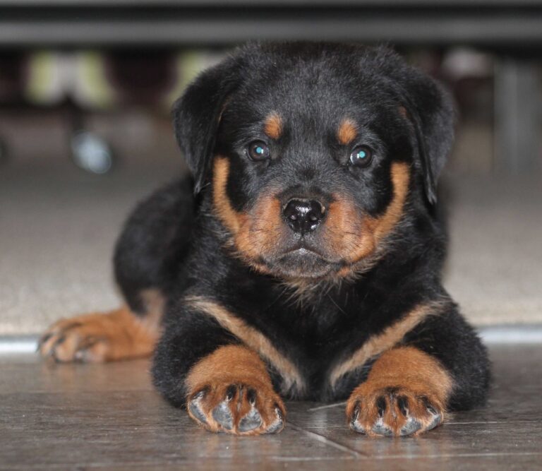 Buy American Rottweiler puppy in Delhi, India