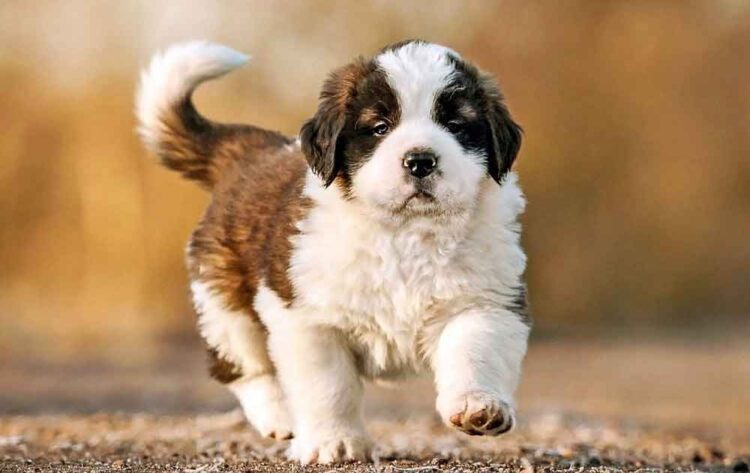 Saint Bernard Puppies For Sale