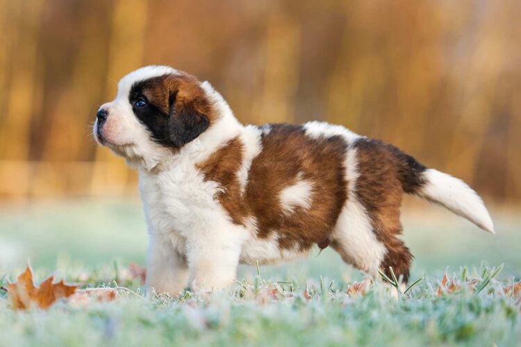 Saint Bernard Puppies For Sale