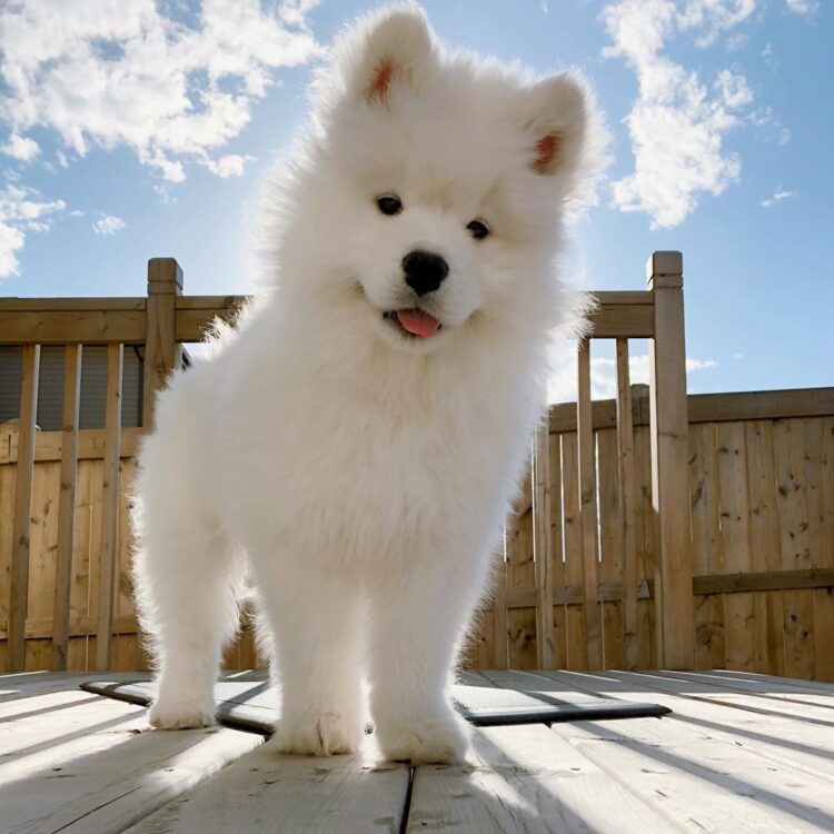 Buy Beautiful Samoyed Puppies In India