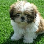 Shih Tzu Puppies For Sale