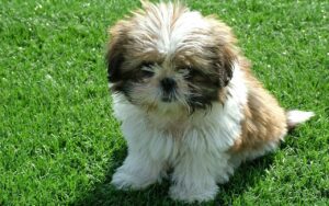 Shih Tzu Puppies For Sale