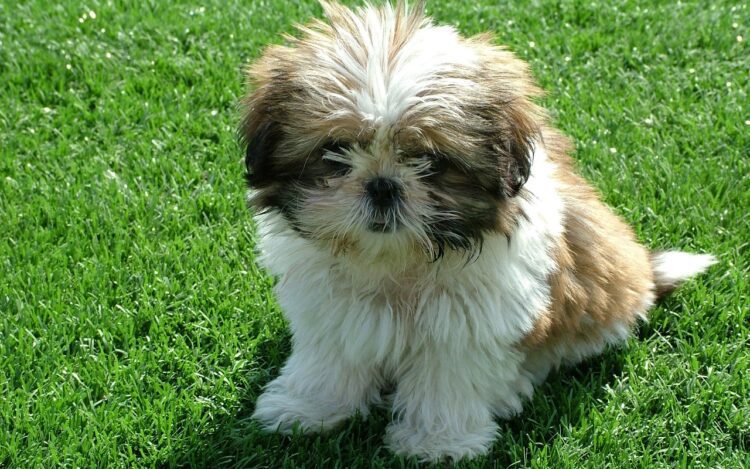 Shih Tzu Puppies For Sale