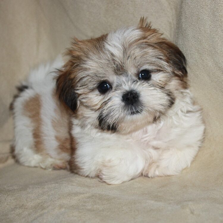 Shorkie Puppies For Sale