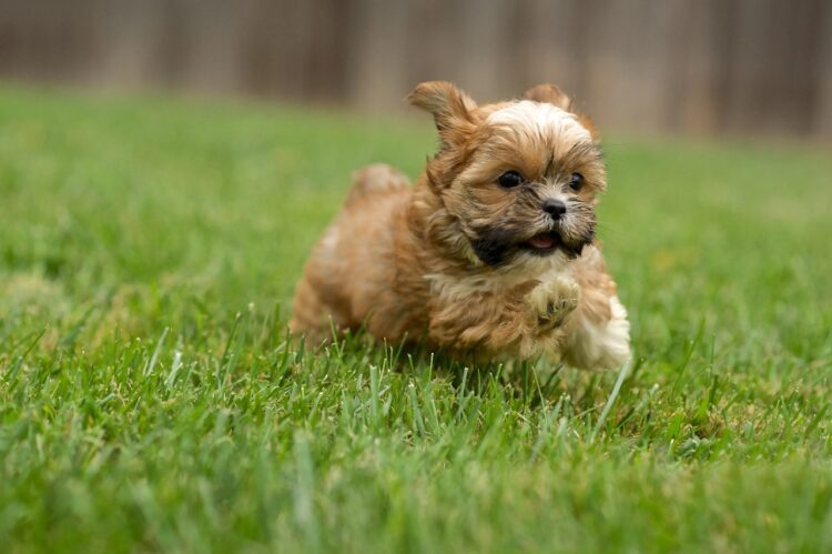 Shorkie Puppies For Sale