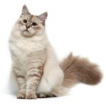 Lovely Siberian Cat for sale delhi