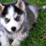 Siberian Husky Puppies For Sale
