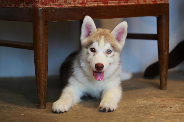 Siberian Husky Puppies For Sale