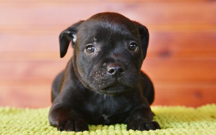 StafFordshire Bull Terrier Puppies For Sale