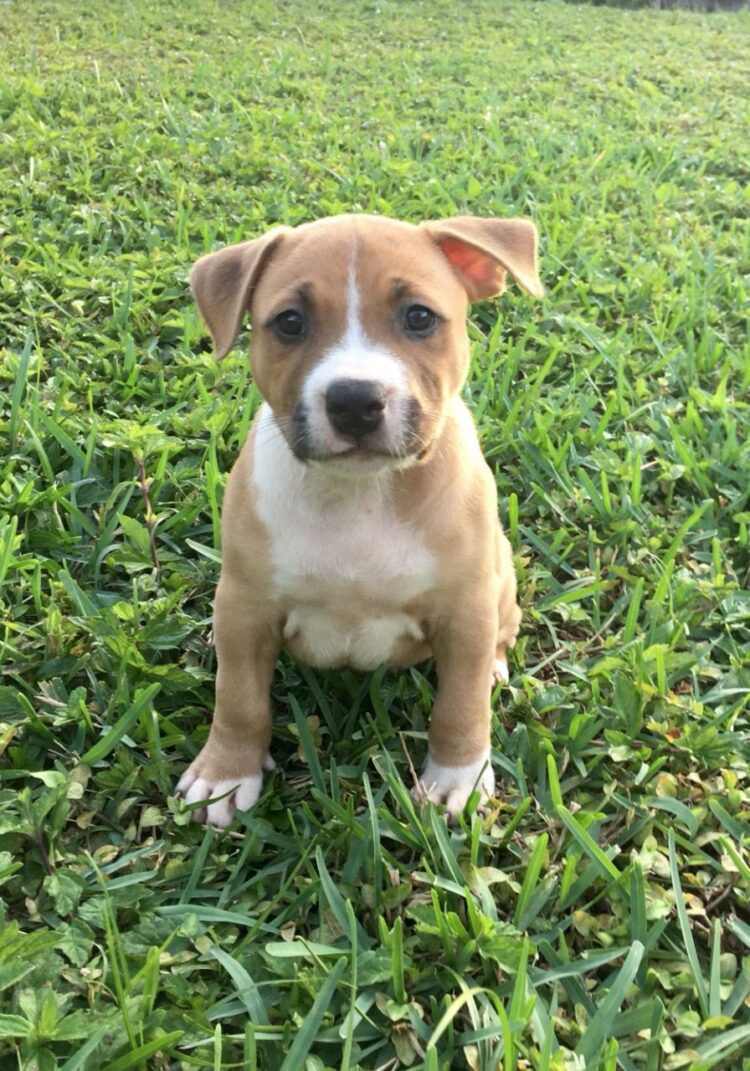 StafFordshire Bull Terrier Puppies For Sale