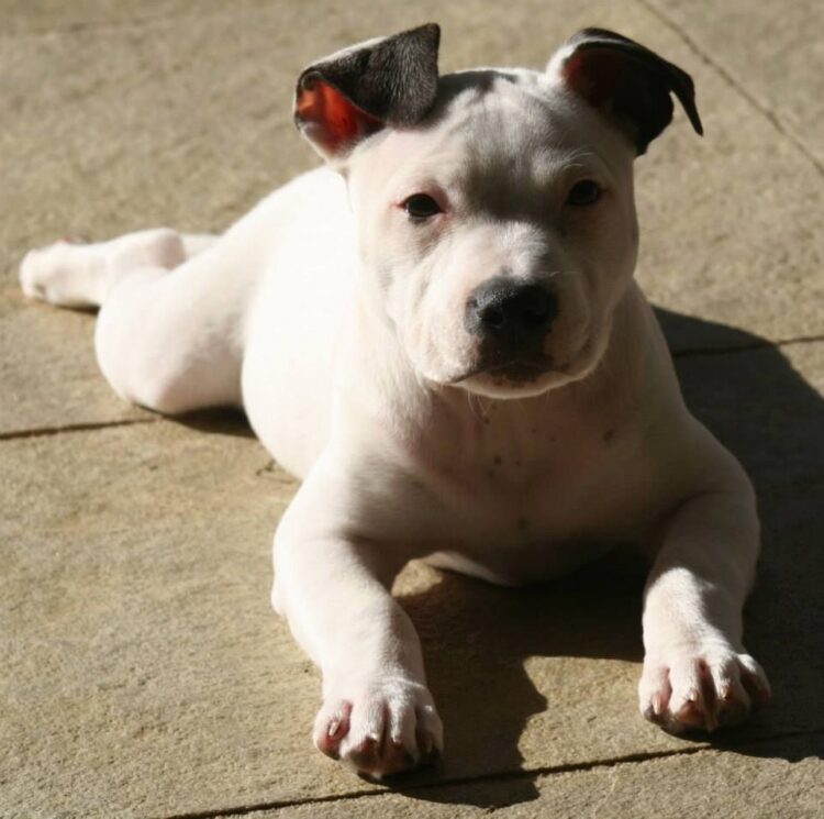 StafFordshire Bull Terrier Puppies For Sale