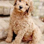 Standard Poodle Puppies For Sale