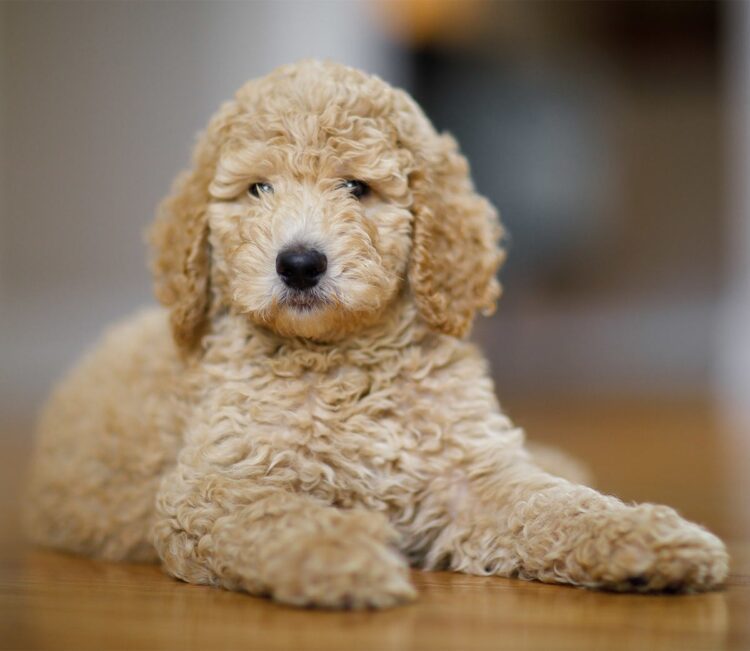 Standard Poodle Puppies For Sale in india