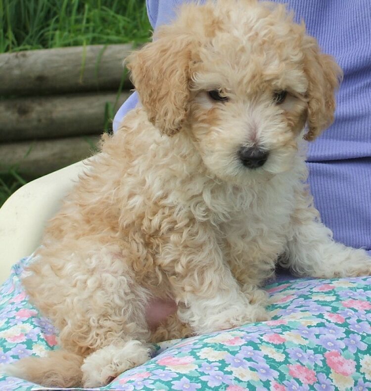 Standard Poodle Puppies in delhi