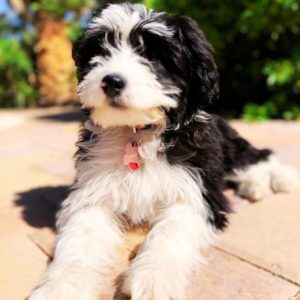 Saint Berdoodle puppies for sale in Delhi