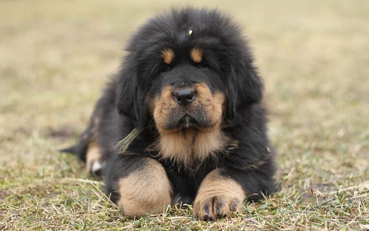 Tibetan Mastiff Puppies For Sale