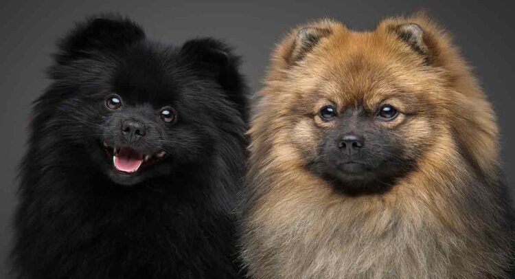 Toy Pom Puppies in delhi