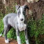 Whippet Puppies For Sale near me in Delhi, India