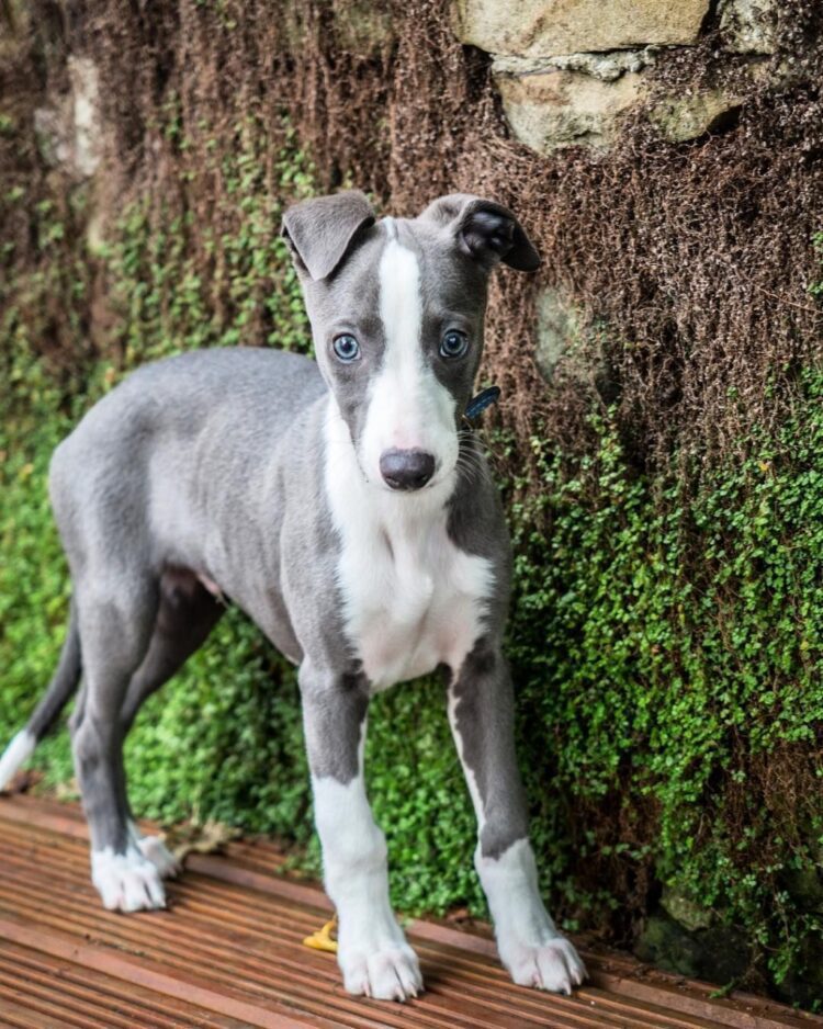 Whippet Puppies For Sale near me in Delhi, India