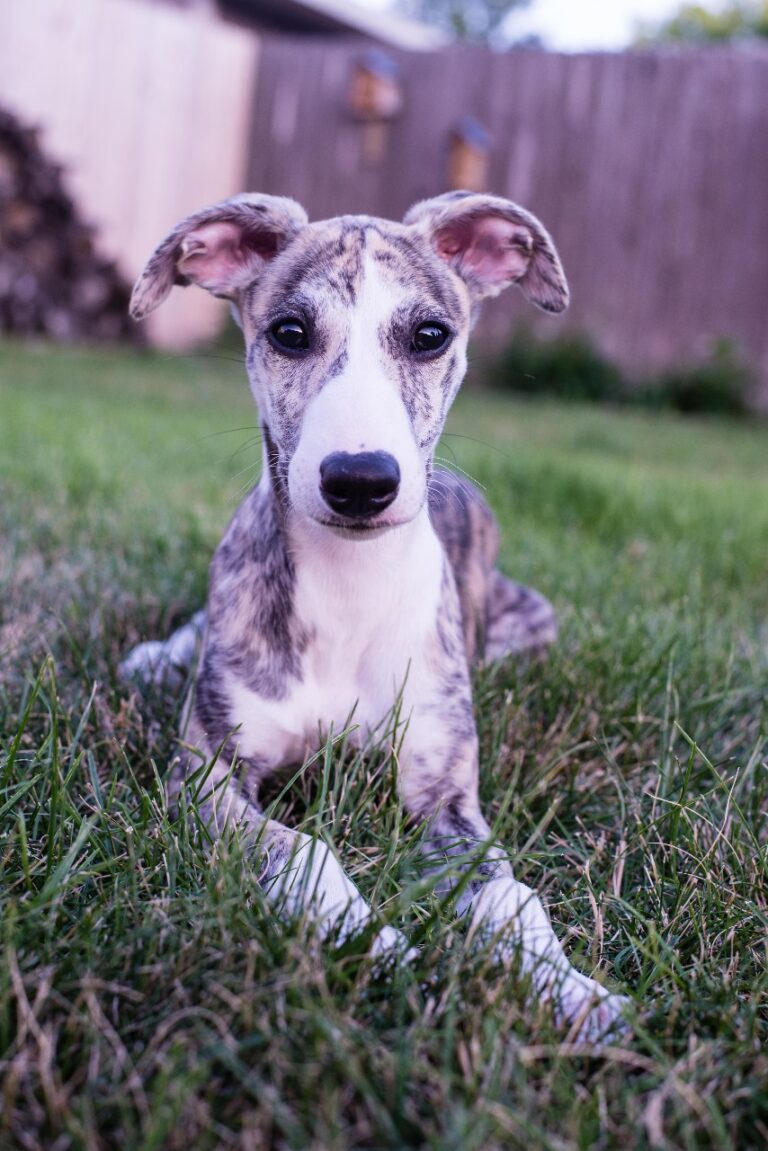 Buy vaccinated Whippet Puppies near me in India