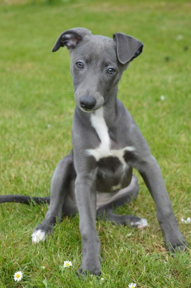 Registered Whippet Puppies near me for sale