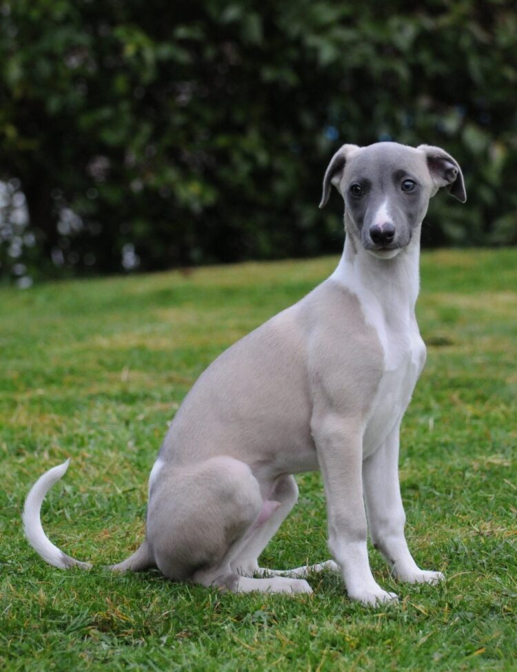Cute Whippet Puppies for sale- vaccinated