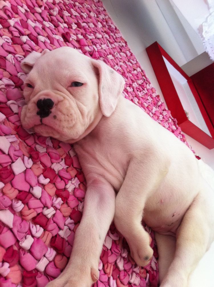 White boxer Puppies near me