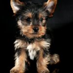 Yorkshire Terrier Puppies For Sale near me