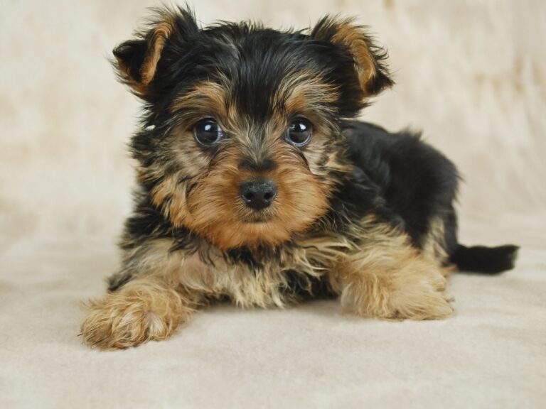 Yorkshire Terrier puppy for sale - vaccinated and registered