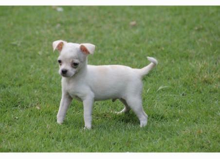 Chihuahua Puppies for sale near me