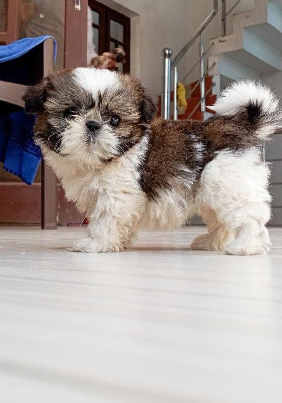 Cute Shih Tzu Tri Colour Puppies for sale in India