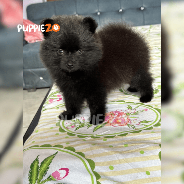 black Toy Pom Puppies – Adorable, Small Breed & Certified Toy Pomeranians